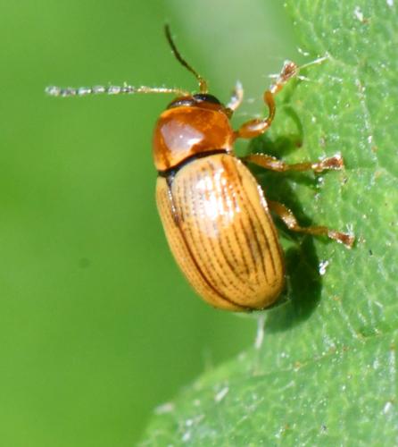 Cryptocephalus sp.